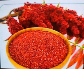 تصویر سماق قرمز Red Sumach
