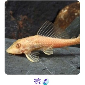 تصویر ماهی کت پوزه بوته ای آلبینو باله کوتاه 2 تا 4 سانتی متر 