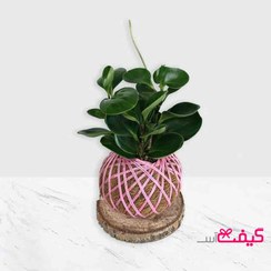 تصویر گیاه قاشقی در کوکداما 