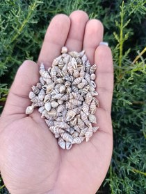 تصویر صدف ریز فله ۳۰ گرم 