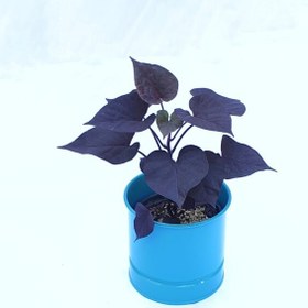 تصویر سیب زمینی شیرین سایز 14 