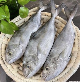 تصویر ماهی همام 