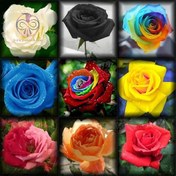 تصویر بذر گل رز میکس 10 رنگ 