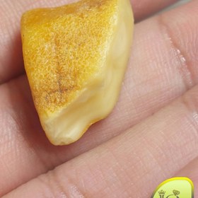 تصویر راف کهربای بالتیک 