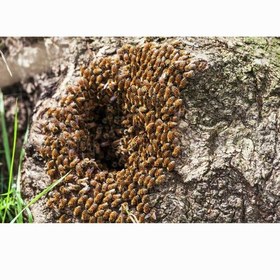 تصویر عسل شهد وحشی کوهی صخره ای اصل 100درصد طبیعی 1 کیلویی(بهترین عسل ما،کف قیمتی)(خرید مستیقم از زنبوردار) 