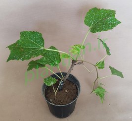 تصویر بوته گیاه موچسب 