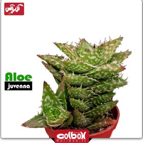 تصویر گل آلوئه جوونا Aloe juvenna 