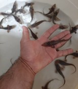 تصویر بچه ماهی خاویاری ( فیل ماهی بلوگا ) 