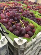 تصویر نهال انگور قزل اوزوم 