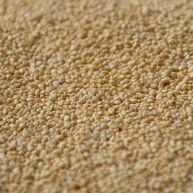 تصویر کینوا سفید 