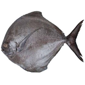 تصویر ماهی حلوا سیاه 