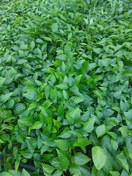 تصویر نشا فلفل دلمه Peper