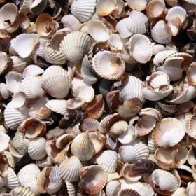 تصویر صدف دریایی 