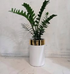 تصویر گیاه طبیعی زاموفیلیا سبز به همراه گلدان لوکس طلایی 