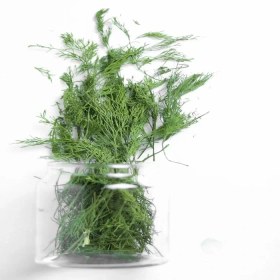 تصویر شوید پفکی 