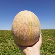 تصویر بذر ملون سامیرال تیپ جانا 