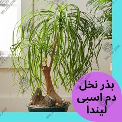 تصویر بذر گیاه آپارتمانی نخل دم اسبی یا لیندا - Ponytail palm 