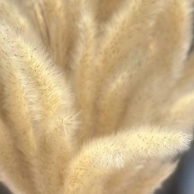 تصویر گل خشک دم روباهی کرم (رنگ طبیعی) 