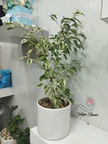 تصویر گل بنجامین طبیعی با گلدان سرامیکی 