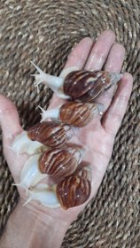 تصویر حلزون فولیکا تایگر و جید تایگر - جوجه حلزون Achatina fulica tiger & Achatina jade tiger