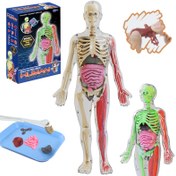 تصویر آناتومی بدن انسان سه‌بعدی درخشان در تاریکی برای کودکان Glow in the Dark 3D Human Body Anatomy Toy for Kids