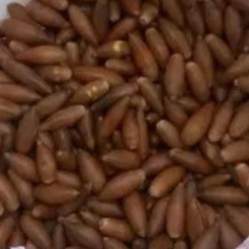 تصویر بلوط عمده 