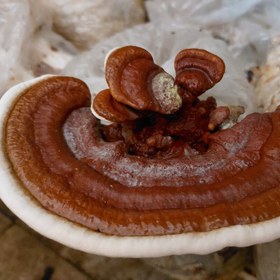 تصویر کمپوست قارچ گانودرما قرمز Red ganoderma mushroom compost