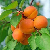 تصویر نهال زردآلو پرتقالی – باردهی سریع، میوه درشت و شیرین 