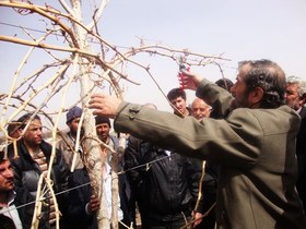 تصویر فیلم آموزش هرس درختان انگور 