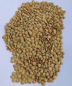 تصویر عدس روسی خروشان 