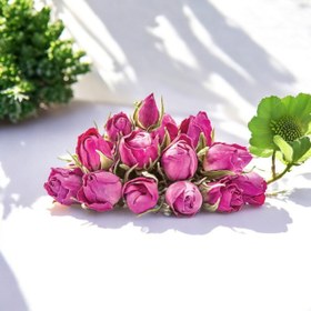 تصویر غنچه گل محمدی 