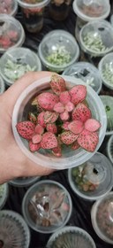 تصویر فیتونیا مینیاتوری جید 