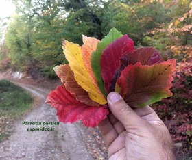 تصویر بذر درخت انجیلی Parrotia persica 