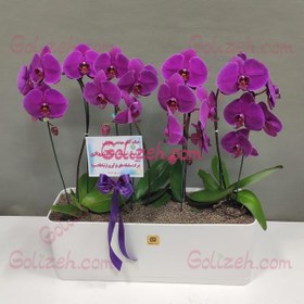 تصویر گیاه ارکیده بنفش ۴بوته 