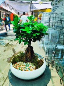 تصویر بونسای جنسینگ کوچک 