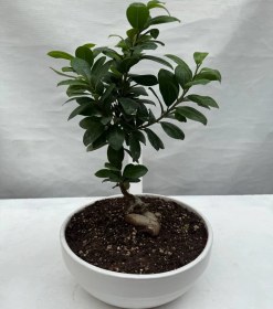 تصویر گلدان بنسای 