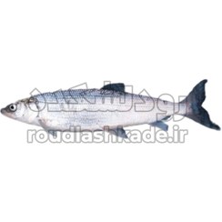 تصویر ماهی سفید Caspian Kutum Fish