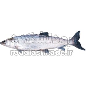 تصویر ماهی سفید Caspian Kutum Fish