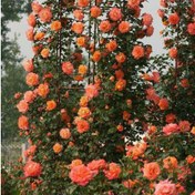 تصویر بذر گل رز رونده نارنجی بسته 6عددی 