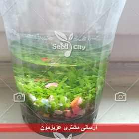 تصویر بذر خزه آکواریوم – Akvaryum Grass 