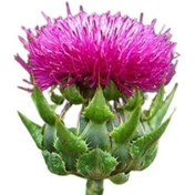 تصویر تخم خار مریم بسته 100 گرمی