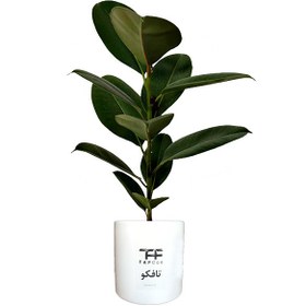 تصویر گل طبیعی فیکوس سبز تافکو کد 1402 