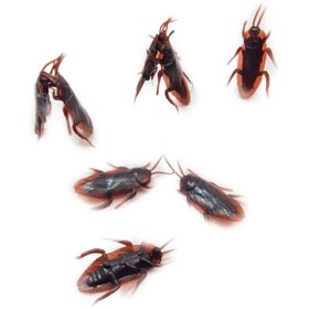 تصویر سوسک مصنوعی بسته ۲ عددی 