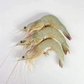 تصویر میگو سفید بندر عباس 