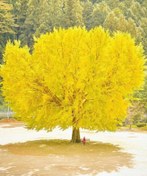 تصویر جینکو بیلوبا ( بذر درخت بسیار زیبا چینی ) 