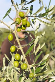 تصویر نهال زیتون مانزانیلا 