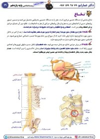 تصویر جزوه زیست یازدهم عمارلو رایگان با [20%] تخفیف ویژه 1404 