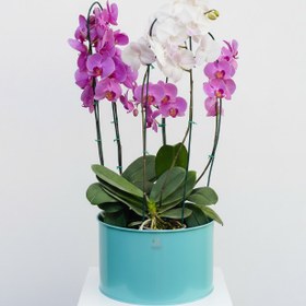 تصویر گل ارکیده ۶ شاخه گلدان فلزی 