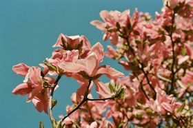 تصویر Kodak Portra 160 