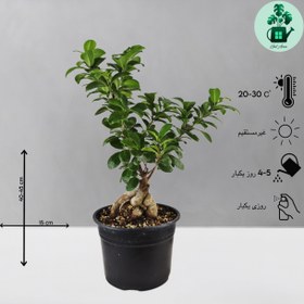 تصویر بونسای جینسینگ 